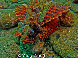 Lionfish in fantastic color by Yang Wang 